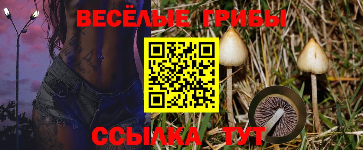 Галлюциногенные грибы мицелий  Вход с VPN  Барнаул  Псилоцибиновые грибы Cubensis 